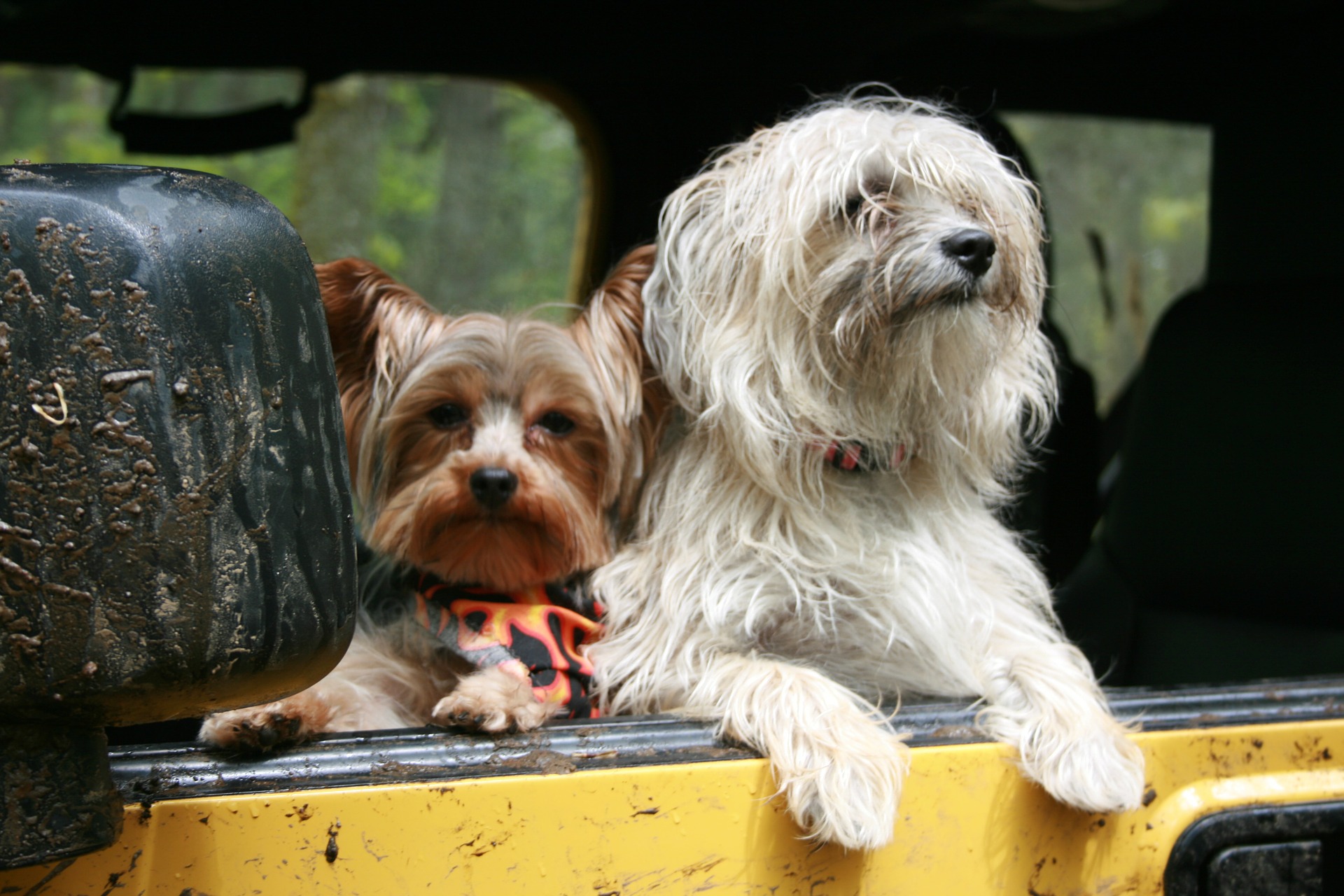 dogs-189982_1920