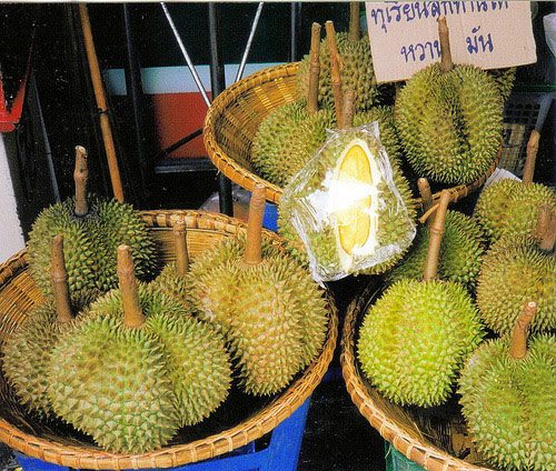 Durian-long-lab-rear