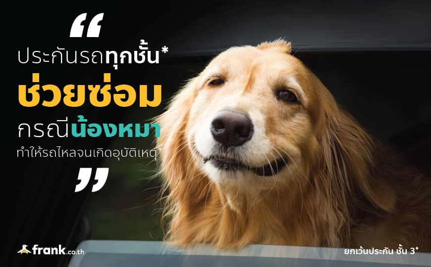 กรณีน้องหมาเป็นเหตุให้รถชน ประกันคุ้มครองไหม??