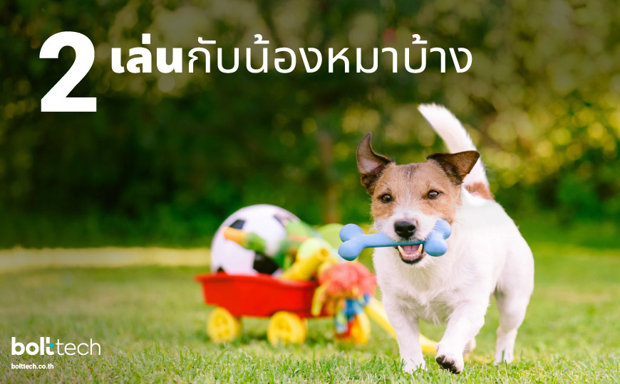 5 วิธีปราบนิสัยหมาดุ ไม่ให้หมากัดคน - Bolttech Blog - News & Updates