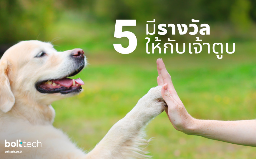 5 วิธีปราบนิสัยหมาดุ ไม่ให้หมากัดคน - Bolttech Blog - News & Updates