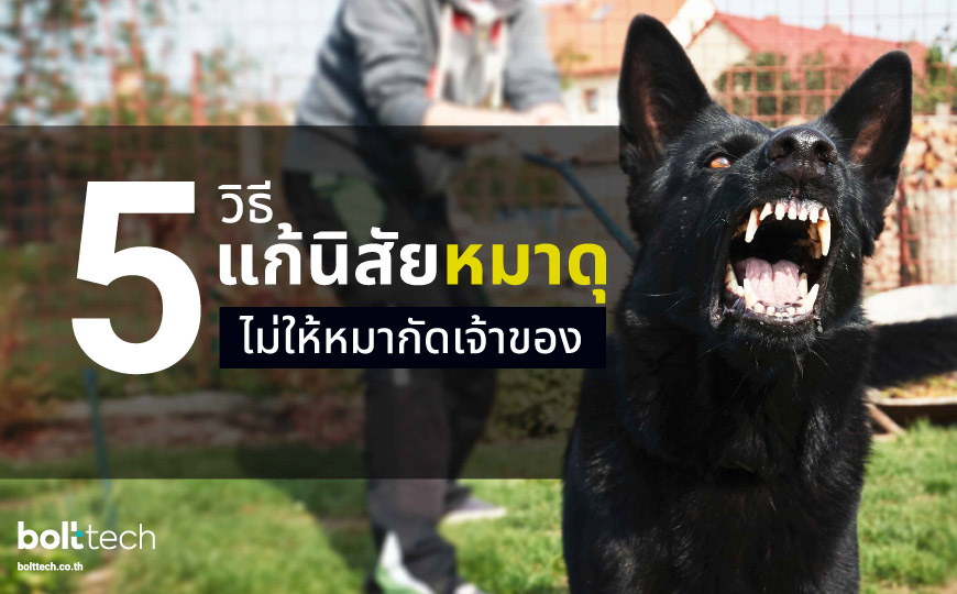 5 วิธีปราบนิสัยหมาดุ ไม่ให้หมากัดคน - Bolttech Blog - News & Updates 5 วิธีปราบนิสัยหมาดุ ไม่ให้หมากัดคน - Bolttech Blog - News & Updates
