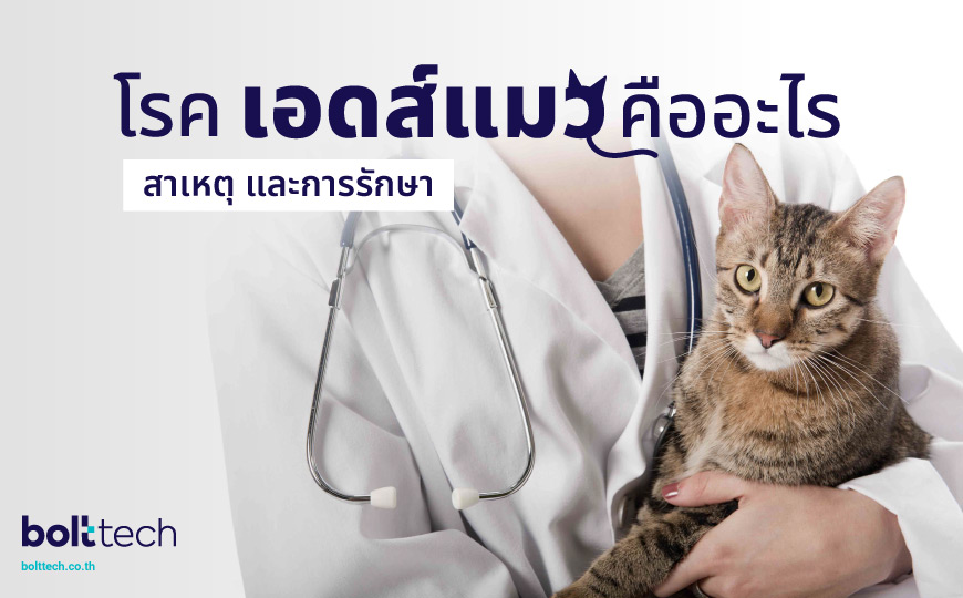 โรคเอดส์แมว คืออะไร? เกิดจากสาเหตุใด - Bolttech Blog - News & Updates