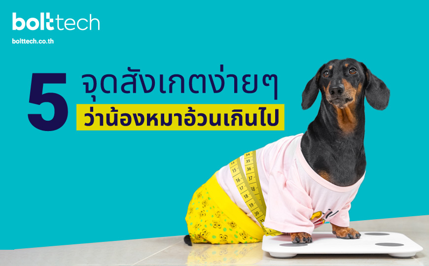 รู้ได้ยังไง? ว่าน้องหมาของเราอ้วนเกินไป - Bolttech Blog - News & Updates