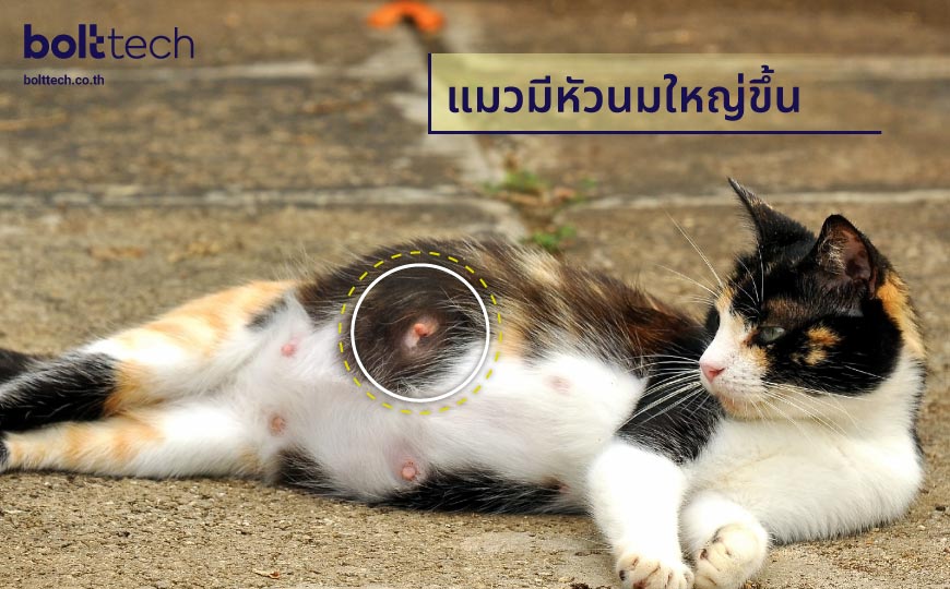 6 อาการแมวท้อง สังเกตได้ง่ายมาก - Bolttech Blog - News & Updates