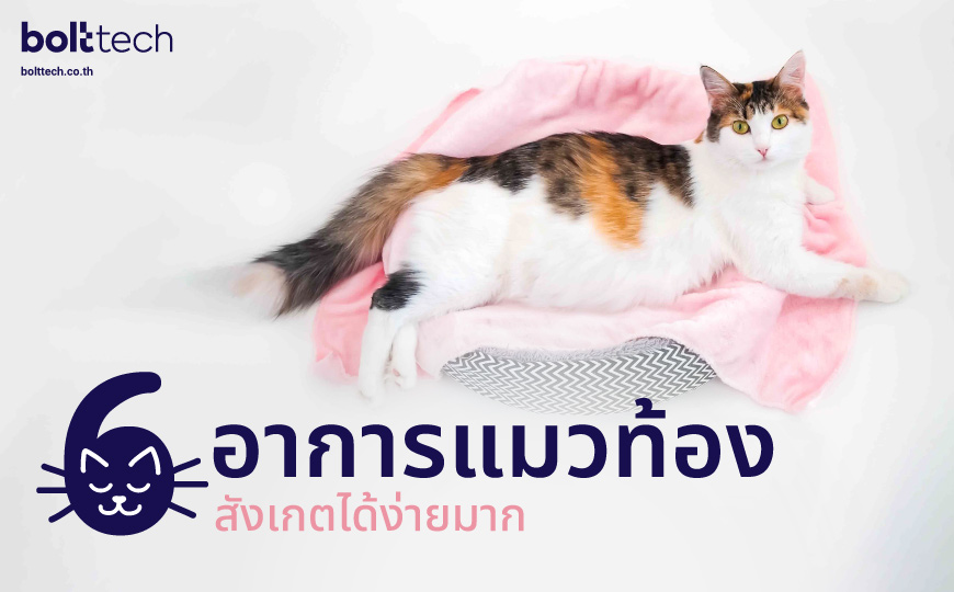 6 อาการแมวท้อง สังเกตได้ง่ายมาก - Bolttech Blog - News & Updates 6 อาการแมวท้อง สังเกตได้ง่ายมาก - Bolttech Blog - News & Updates