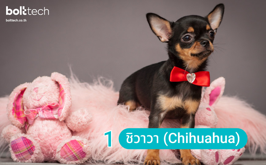 7 อันดับสุนัขพันธุ์เล็ก น่ารัก ที่คนนิยมเลี้ยง - Bolttech Blog - News &  Updates