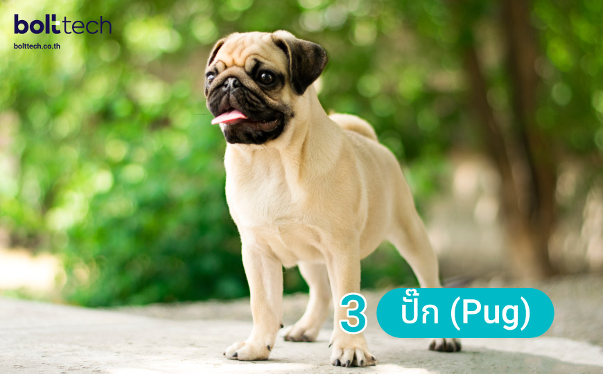 7 อันดับสุนัขพันธุ์เล็ก น่ารัก ที่คนนิยมเลี้ยง - Bolttech Blog - News & Updates 7 อันดับสุนัขพันธุ์เล็ก น่ารัก ที่คนนิยมเลี้ยง - Bolttech Blog - News & Updates