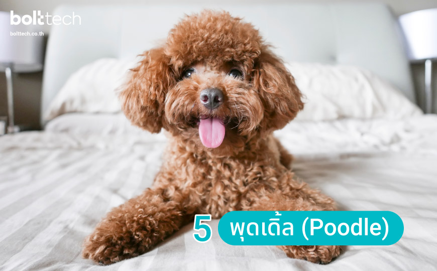 7 อันดับสุนัขพันธุ์เล็ก น่ารัก ที่คนนิยมเลี้ยง - Bolttech Blog - News &  Updates