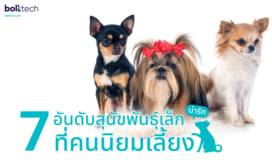 7 อันดับสุนัขพันธุ์เล็ก น่ารัก ที่คนนิยมเลี้ยง - Bolttech Blog - News &  Updates