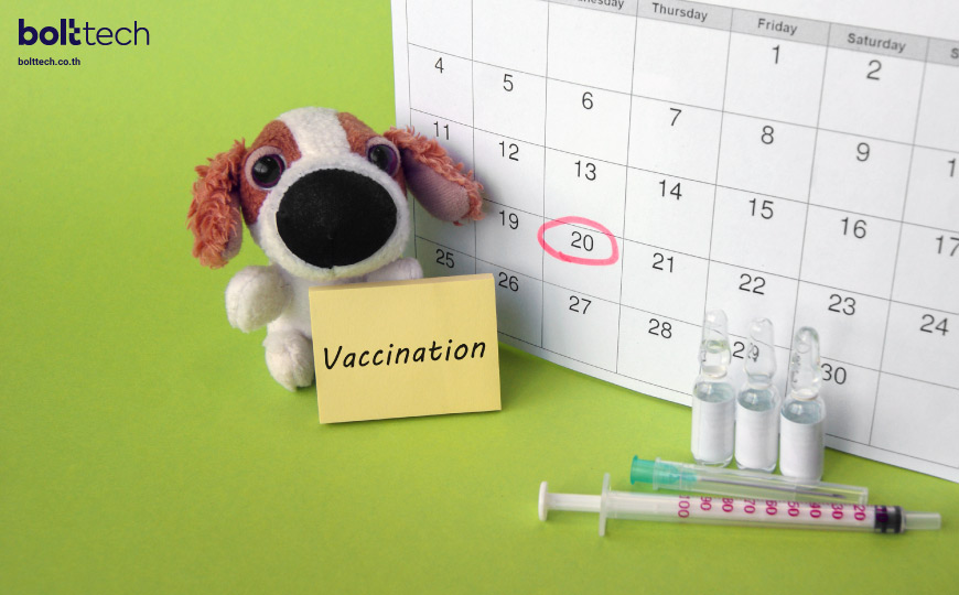 วัคซีนรวมสุนัข 5 โรคทุกปี มีอะไรบ้าง? - Bolttech Blog - News & Updates