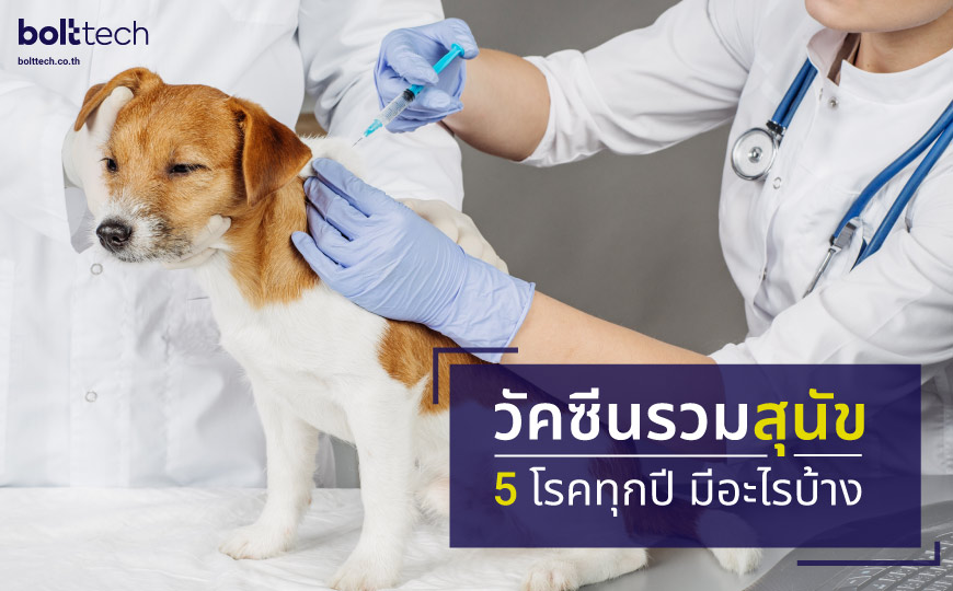 วัคซีนรวมสุนัข 5 โรคทุกปี มีอะไรบ้าง? - Bolttech Blog - News & Updates
