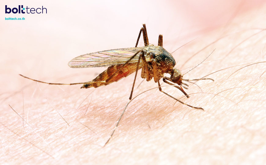 มาลาเรีย malaria
