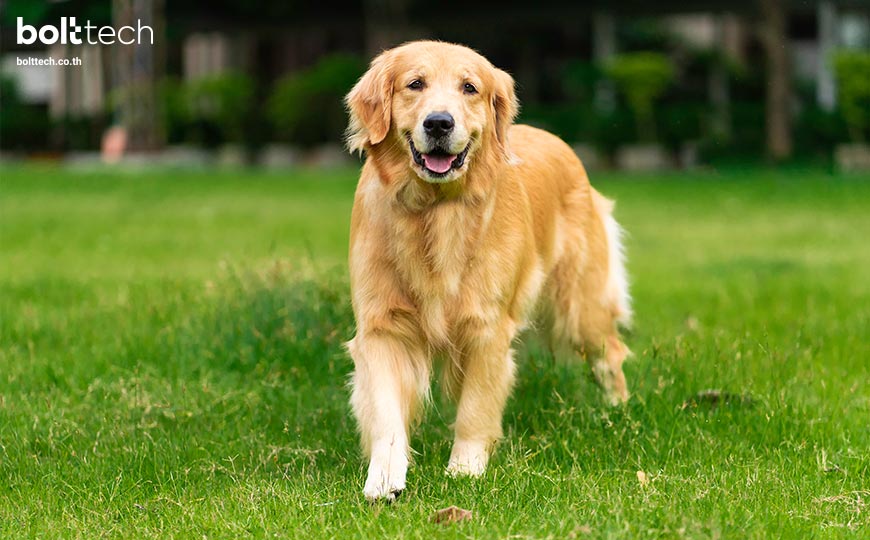 อยากเลี้ยงน้องหมา มีค่าใช้จ่ายอะไรบ้าง? - Bolttech Blog - News & Updates