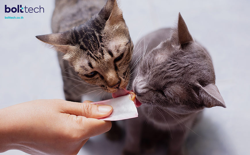 5 วิธีเลี้ยงแมวให้อ้วนสวย มีสุขภาพดี - Bolttech Blog - News & Updates