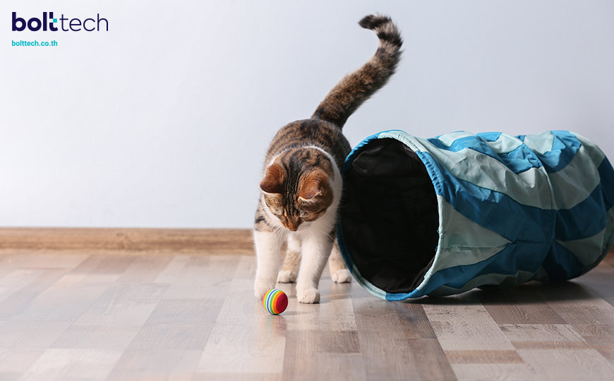 5 วิธีเลี้ยงแมวให้อ้วนสวย มีสุขภาพดี - Bolttech Blog - News & Updates