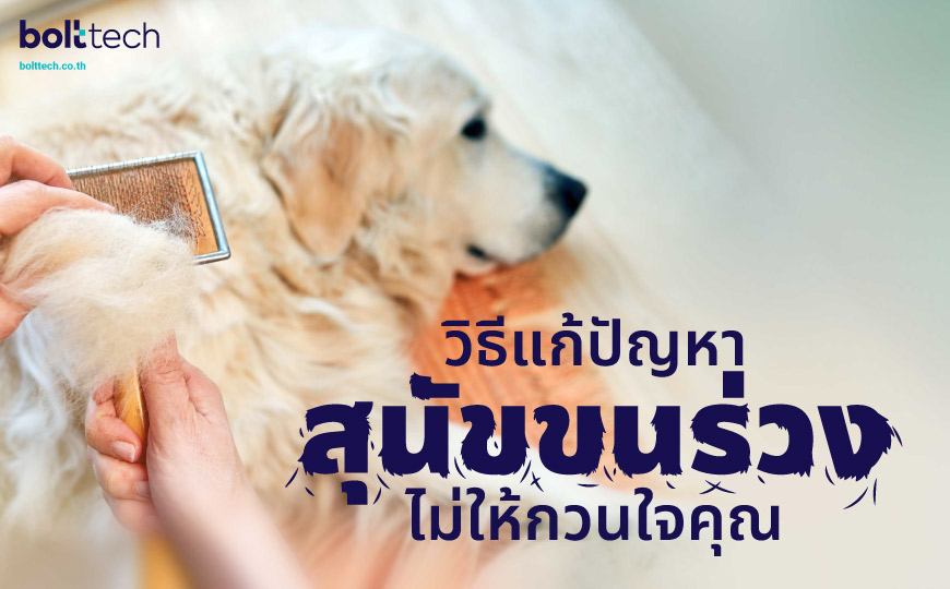 วิธีแก้ปัญหาสุนัขขนร่วง ไม่ให้กวนใจคุณ - Bolttech Blog - News & Updates วิธีแก้ปัญหาสุนัขขนร่วง ไม่ให้กวนใจคุณ - Bolttech Blog - News & Updates