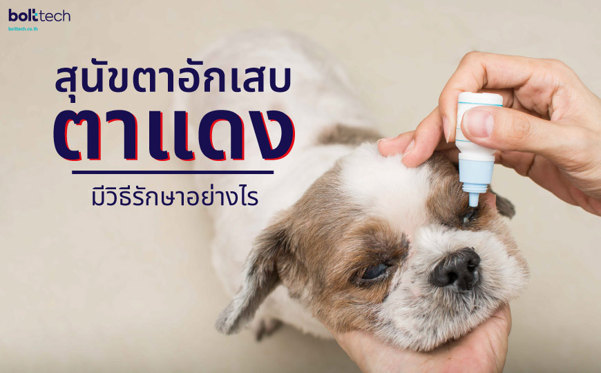 สุนัขตาอักเสบ ตาแดง มีวิธีรักษาอย่างไร - Bolttech Blog - News & Updates