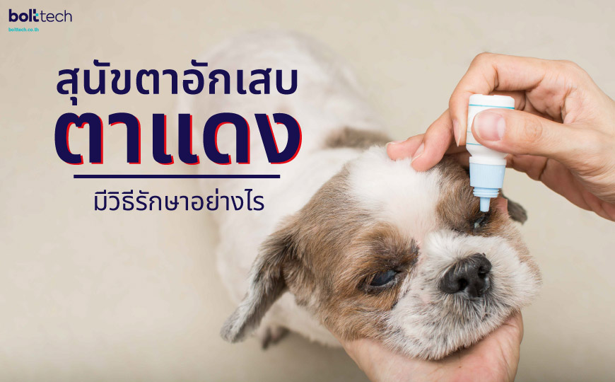 สุนัขตาอักเสบ ตาแดง มีวิธีรักษาอย่างไร - Bolttech Blog - News & Updates สุนัขตาอักเสบ ตาแดง มีวิธีรักษาอย่างไร - Bolttech Blog - News & Updates