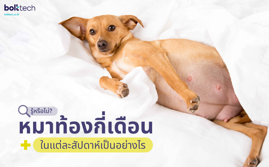 รู้หรือไม่? หมาท้องกี่เดือน ในแต่ละสัปดาห์เป็นอย่างไร - Bolttech Blog -  News & Updates