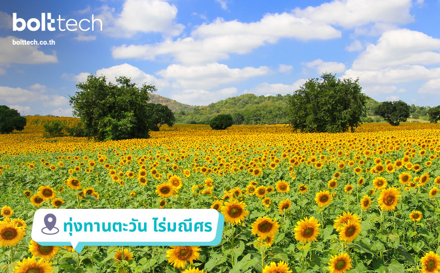 ทุ่งทานตะวัน ไร่มณีศร