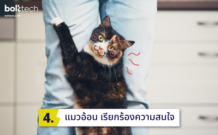 แมวเรียกร้องความสนใจ
